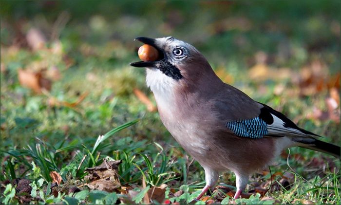 Eichelhäher mit einer Eichel