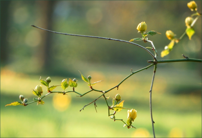 Frühlingszweig im April