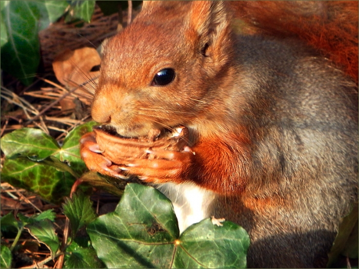 Eichhörnchen mit Walnuss