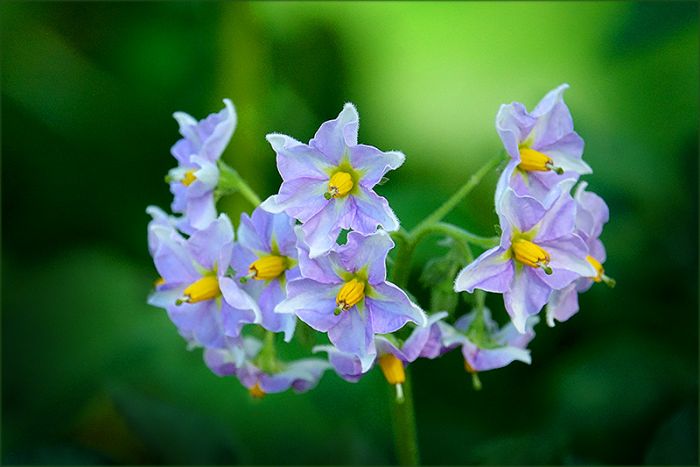 Kartoffelblüten