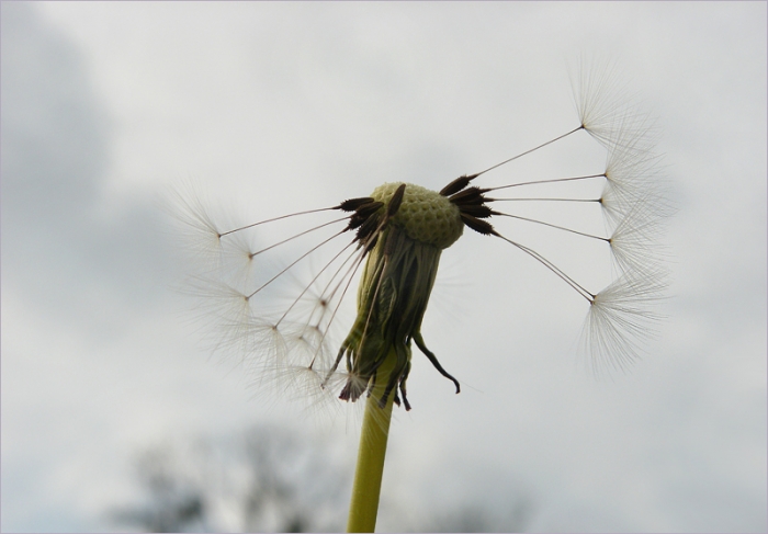Flugschirmchen des Löwenzahns