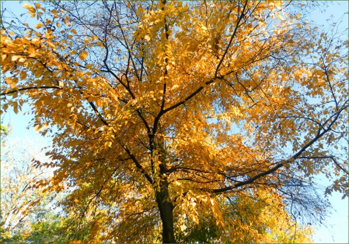 Goldener Oktober