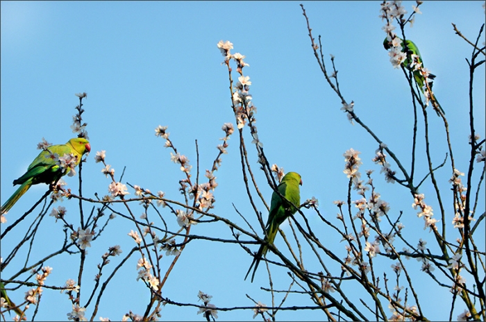 Papageien auf Blütenzweigen