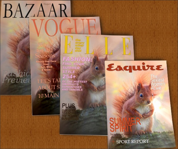 Mein Eichhörnchenfoto als Titelbild