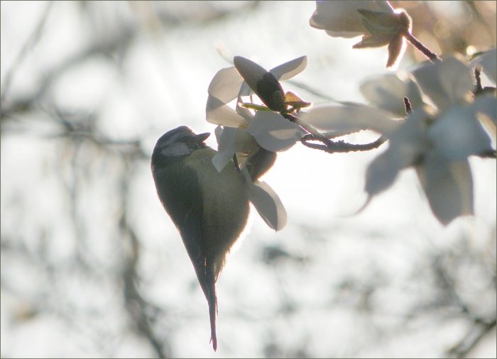 Meise an einer Magnolienblüte