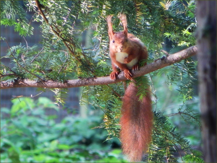 Eichhörnchen
