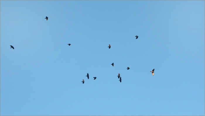 Raben verjagen einen Bussard