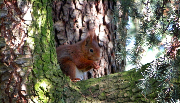 Eichhörnchen