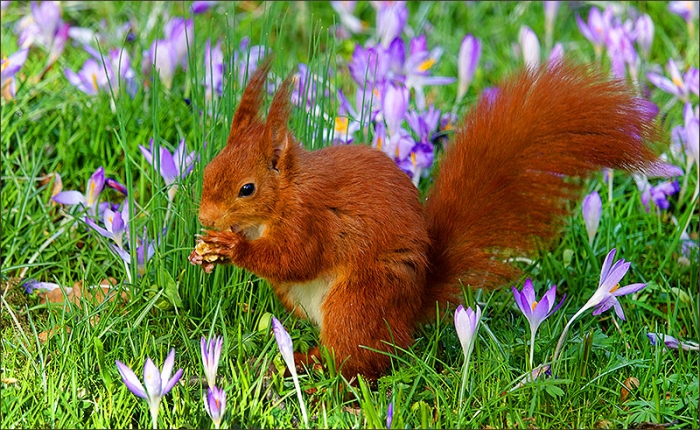 Eichhörnchen auf der Frühlinswiese