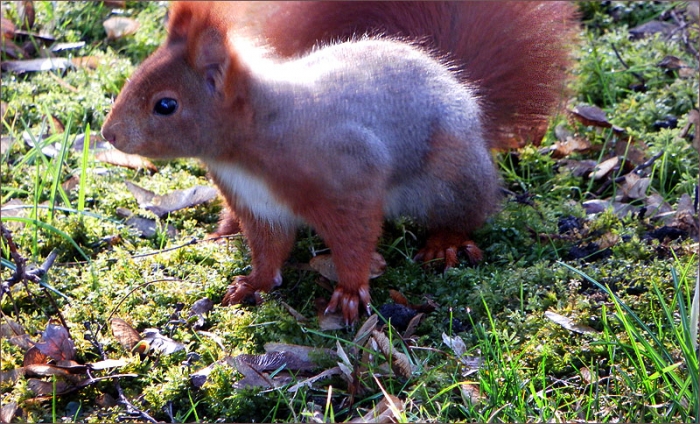 Eichhörnchen