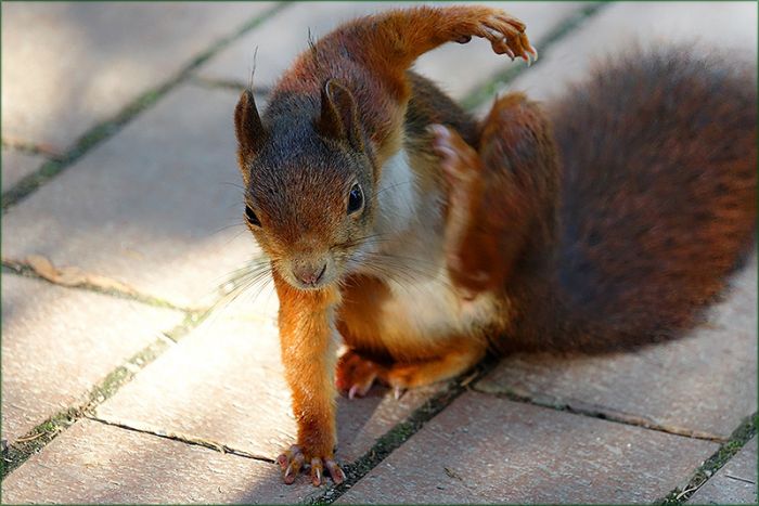 Das Eichhoernchen krazt sich