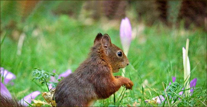 Eichhörnchen und Herbstzeitlose