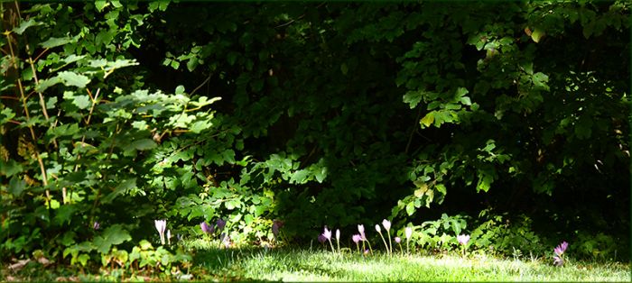 Herbstzeitlosen am Waldrand