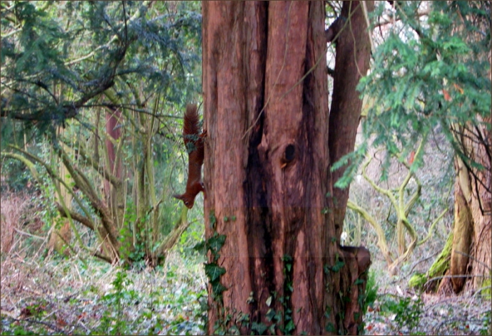 Baumstamm mit Eichhörnchen