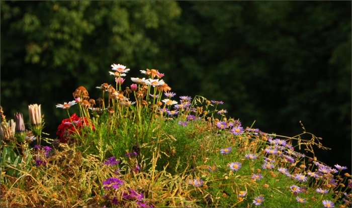 Blumen im Oktober