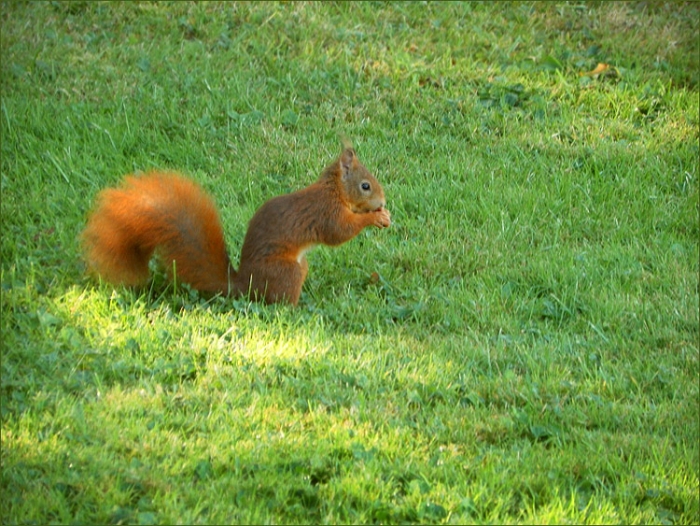 Eichhörnchen