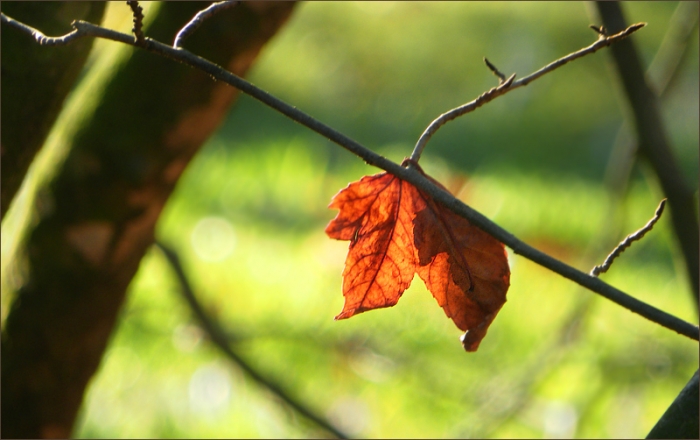 Verwelktes Blatt im März