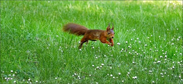 Eichhörnchen auf der Wiese mit Gänseblümchen