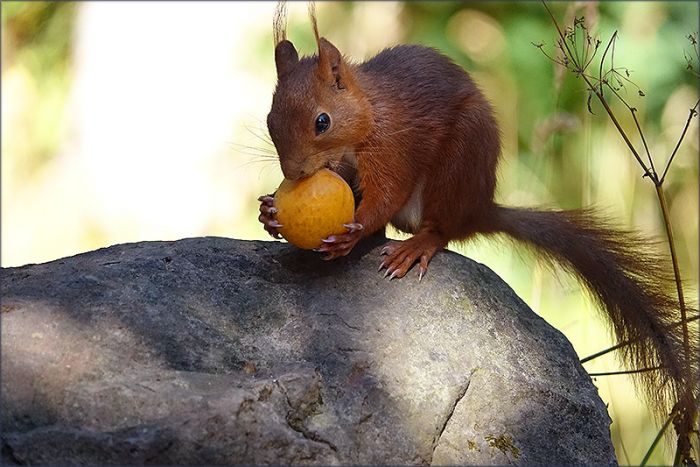 Eichhörnchen mit Aprikose
