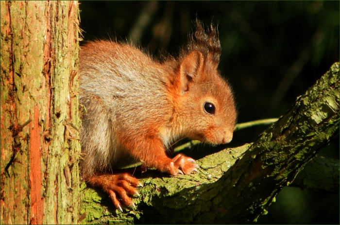 Junges Eichhörnchen