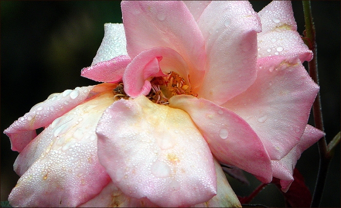 Verblühte Rose