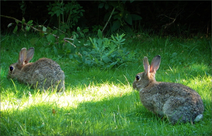 Zwei Wildkaninchen