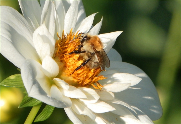 Hummel