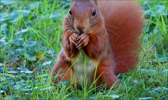 Eichhörnchen