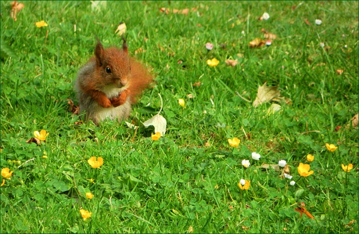 Junges Eichhoernchen