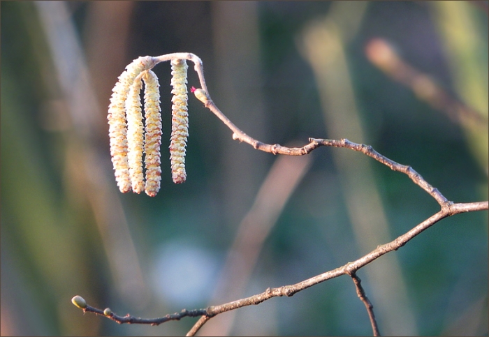 Haselnussblüten