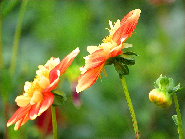 Die ersten Dahlien blühen