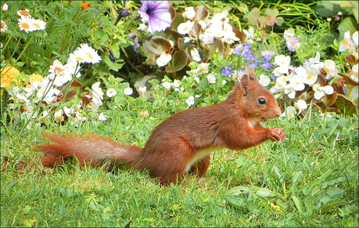Eichhörnchen und Juliblumen