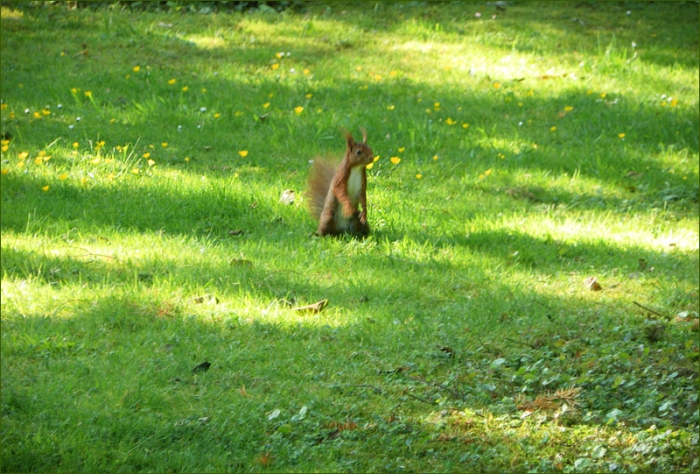 Eichhörnchen auf der Maiwiese