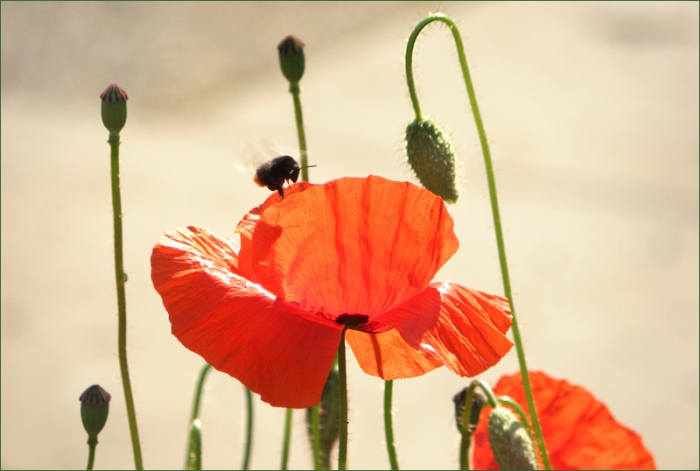 Mohn