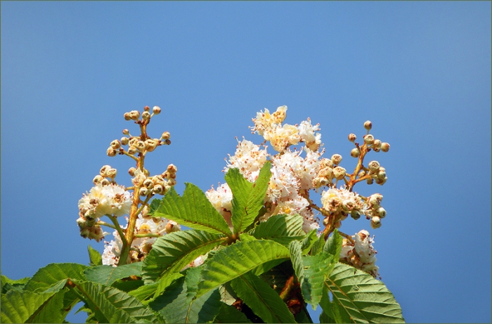 Weisse Kastanienblüten