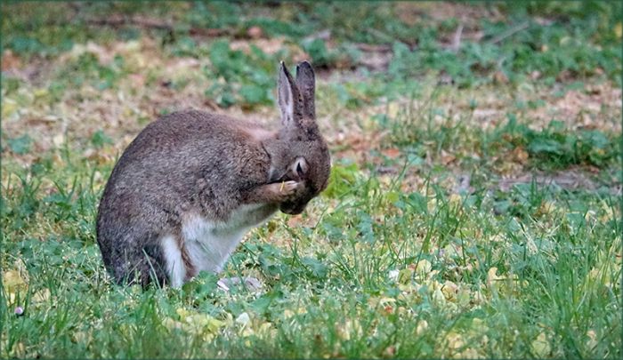 Wildkaninchen putzt sich