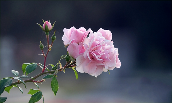 Rosenzweig im September