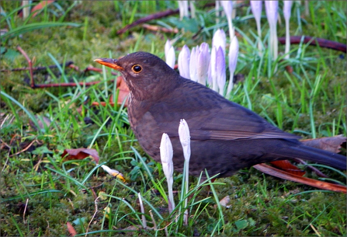 Amsel