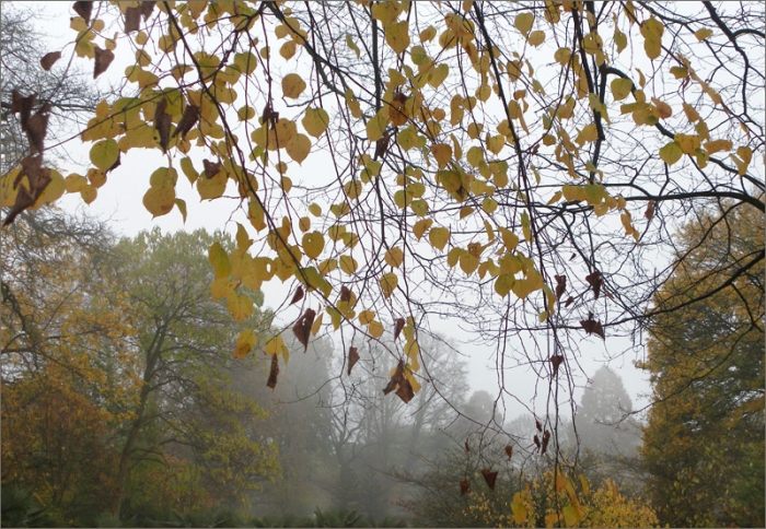 Morgennebel im Dezember