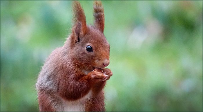 Eichhörnchen