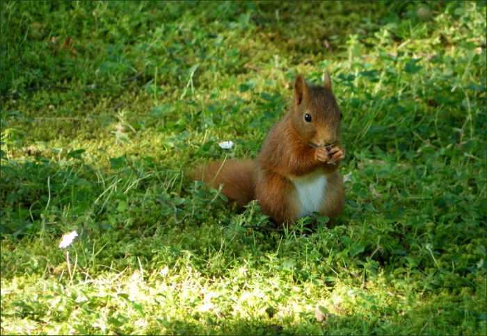 Junges Eichhörnchen