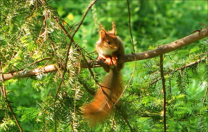 Eichhörnchen auf einem Ast