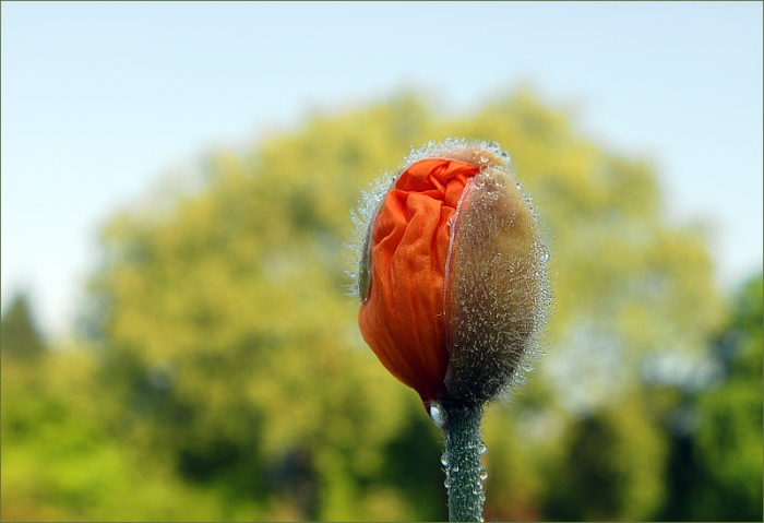 Islandmohn mit Tautropfen