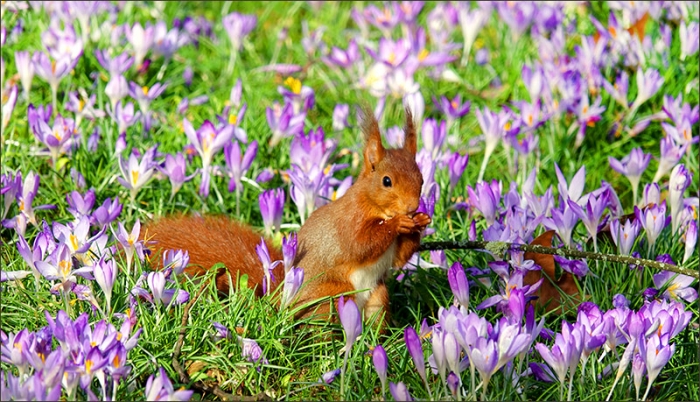 Eichhörnchen auf der Frühlingswiese