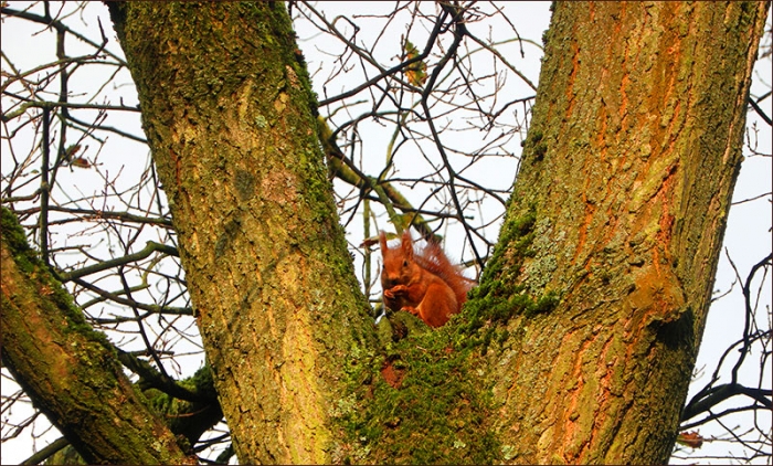 Eichhörnchen zwischen Schneeglöckchen