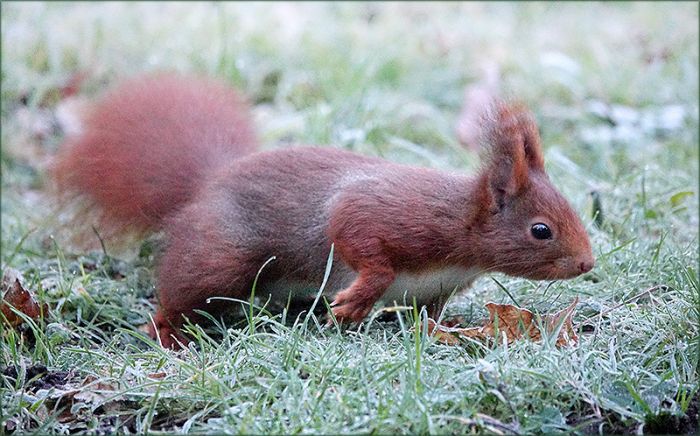 Eichhörnchen auf einer Wiese mit Raureif