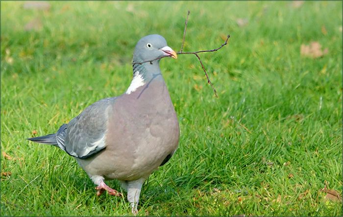 Taube mit Zweig im Schnabel