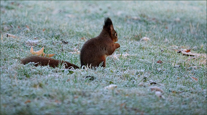 Eichhörnchen auf der Wiese mit Raureif