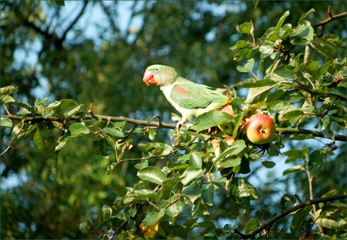 Papagei im Apfelbaum