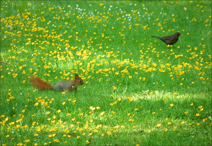 Eichhörnchen und Amsel auf der Maiwiese